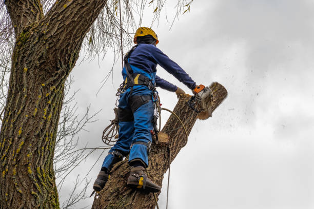 Trusted Eagle, ID Tree Service Experts